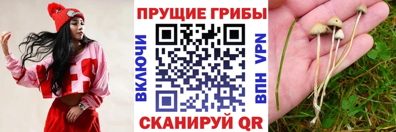 Галлюциногенные грибы Magic Shrooms  закладка  Кондрово 